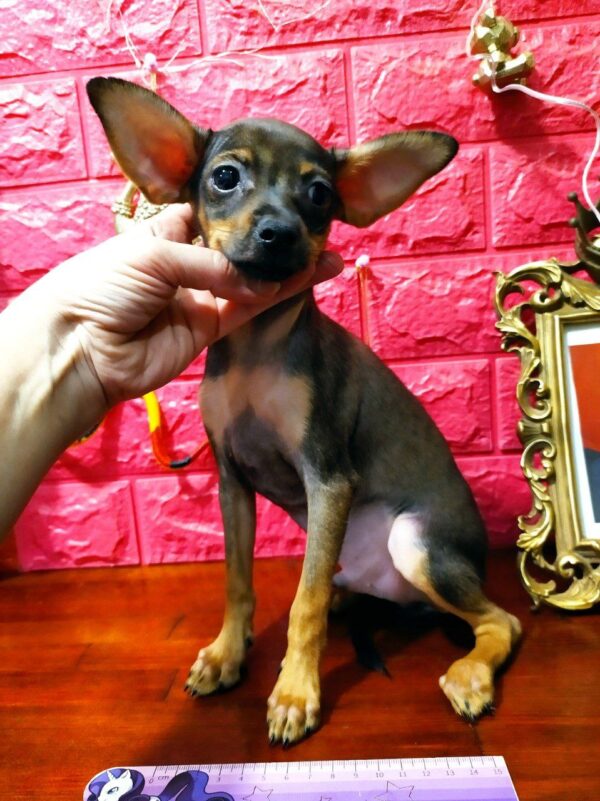 Cont Russian Toy Terrier Cont Russian Toy Terrier