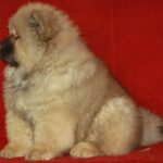 D’Artagnan-male-chow-chow-puppy-for-sale-1 (1)