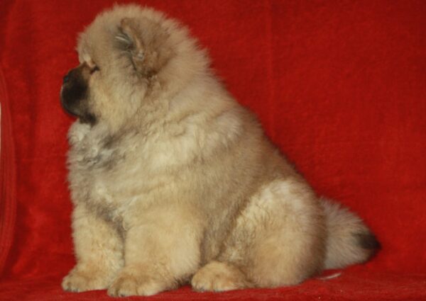D’Artagnan Chow-Chow D’Artagnan Chow-Chow