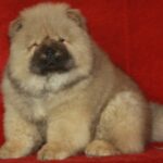 D’Artagnan-male-chow-chow-puppy-for-sale-1 (2)