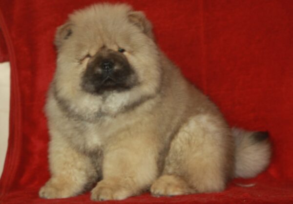 D’Artagnan Chow-Chow D’Artagnan Chow-Chow