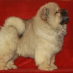 D’Artagnan-male-chow-chow-puppy-for-sale-1 (3)