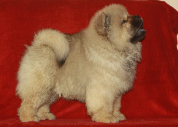 D’Artagnan Chow-Chow D’Artagnan Chow-Chow