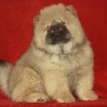 D’Artagnan-male-chow-chow-puppy-for-sale-1 (4)