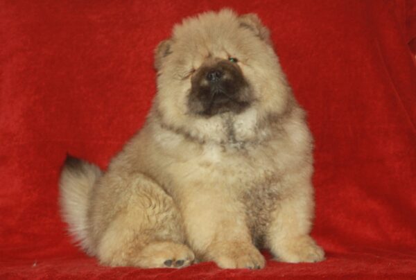 D’Artagnan Chow-Chow D’Artagnan Chow-Chow