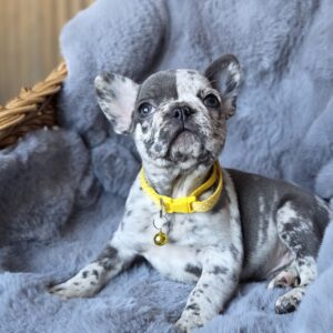 Darsi French Bulldog Darsi French Bulldog