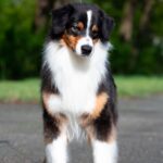 Dastin-male-Australian-Shepherd-puppy-for-sale-1