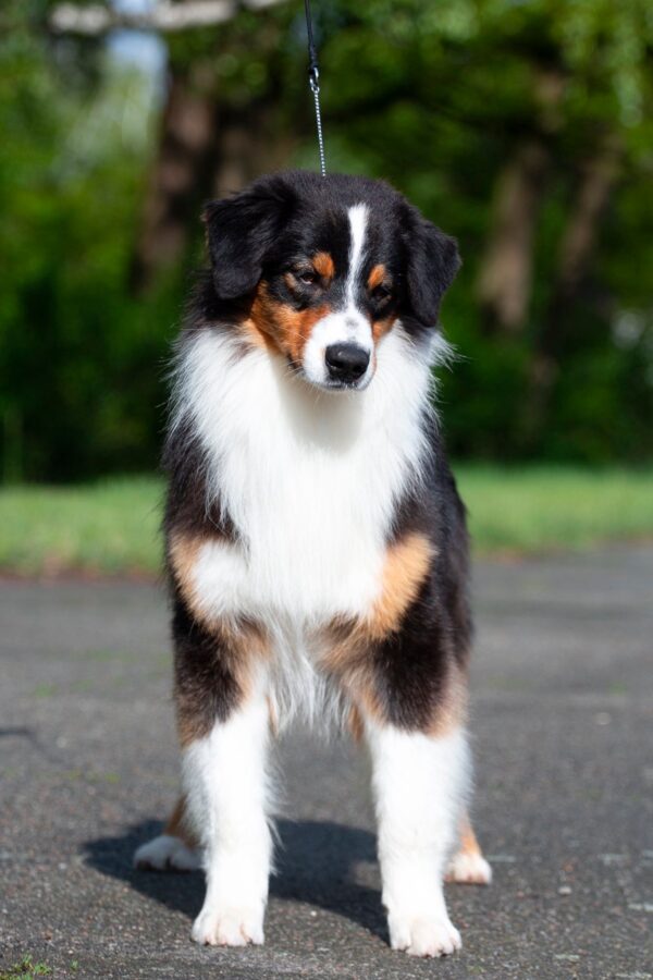 Dastin Australian Shepherd Dastin Australian Shepherd