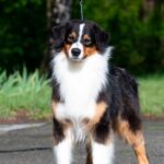 Dastin-male-Australian-Shepherd-puppy-for-sale-2