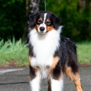 Dastin Australian Shepherd Dastin Australian Shepherd