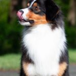 Dastin-male-Australian-Shepherd-puppy-for-sale-3