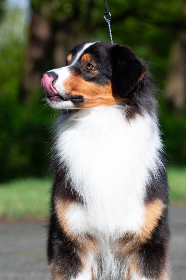 Dastin Australian Shepherd Dastin Australian Shepherd