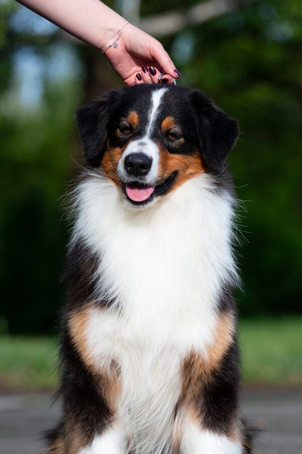 Dastin Australian Shepherd Dastin Australian Shepherd