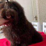 Dayra-female-Toy-Poodle-puppy-for-sale-1