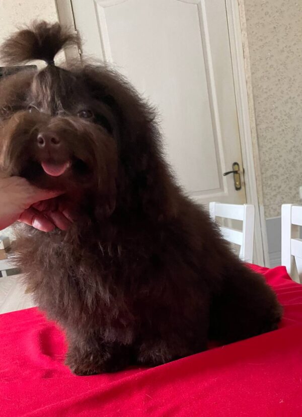 Dayra Toy Poodle Dayra Toy Poodle