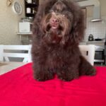Dayra-female-Toy-Poodle-puppy-for-sale-2