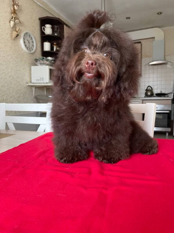 Dayra Toy Poodle Dayra Toy Poodle