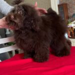Dayra-female-Toy-Poodle-puppy-for-sale-3