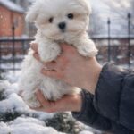 Diaz-male-Maltese-puppy-for-sale-1
