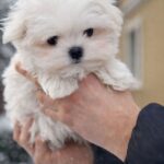 Diaz-male-Maltese-puppy-for-sale-2
