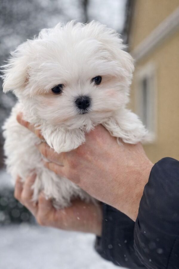 Diaz Maltese Diaz Maltese