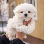 Diaz-male-Maltese-puppy-for-sale-3