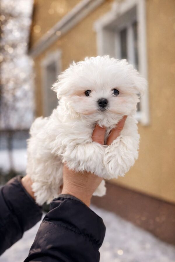 Diaz Maltese Diaz Maltese