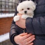 Diaz-male-Maltese-puppy-for-sale-4