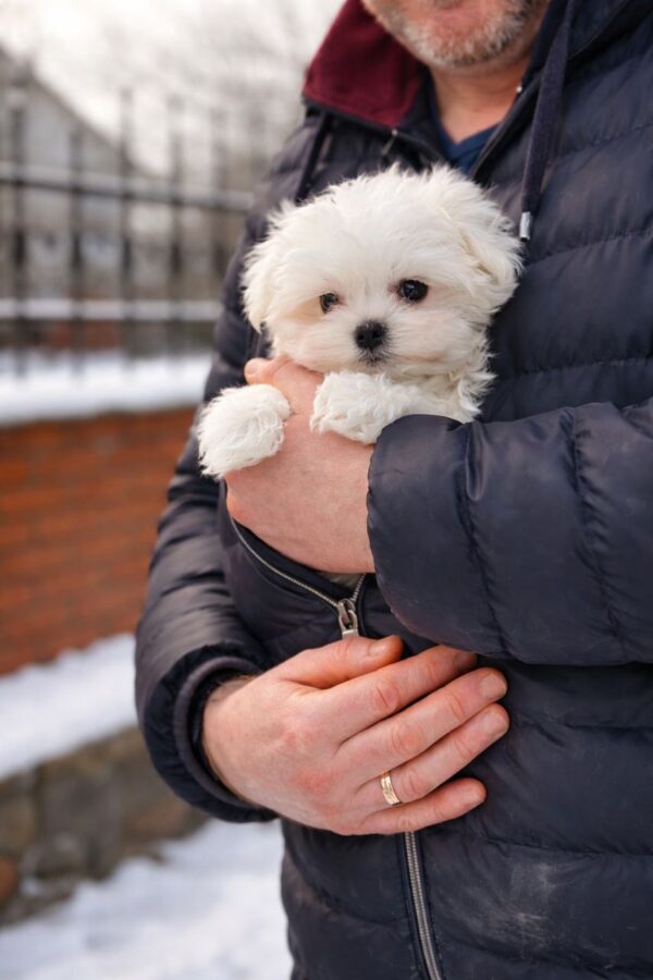 Diaz Maltese Diaz Maltese