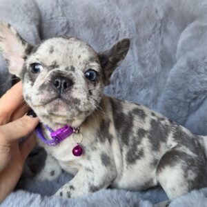 Diksi French Bulldog Diksi French Bulldog