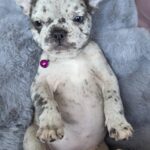 Diksi-female-french-bulldog-puppy-for-sale-1 (2)