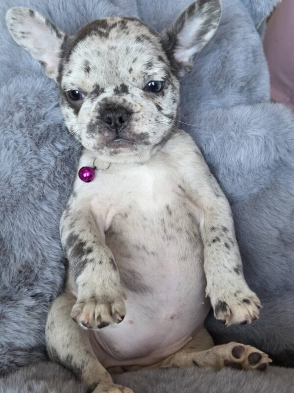 Diksi French Bulldog Diksi French Bulldog