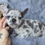 Diksi-female-french-bulldog-puppy-for-sale-1 (3)