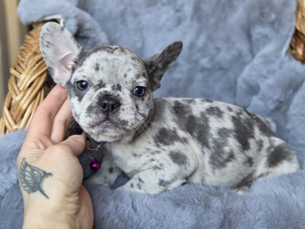 Diksi French Bulldog Diksi French Bulldog