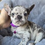 Diksi-female-french-bulldog-puppy-for-sale-1 (4)