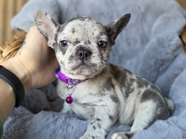 Diksi French Bulldog Diksi French Bulldog