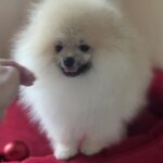 Dorian-male-pomeranian-puppy-for-sale-1 (1)