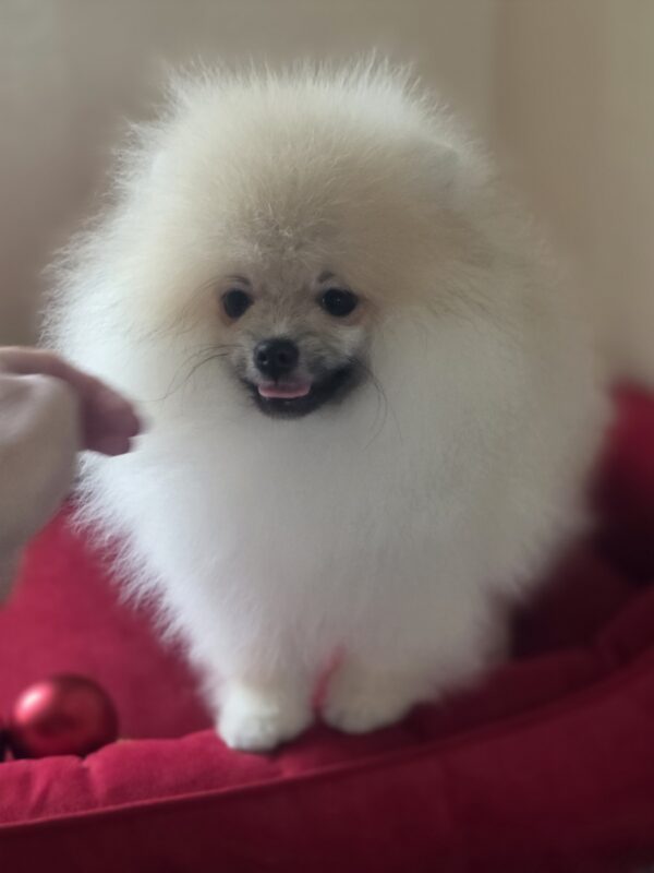 Dorian Pomeranian Dorian Pomeranian