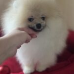 Dorian-male-pomeranian-puppy-for-sale-1 (2)