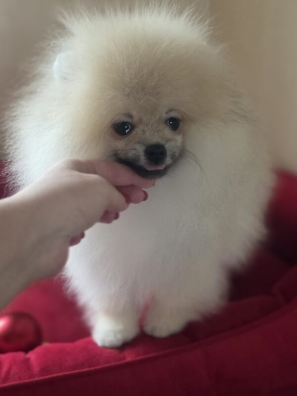 Dorian Pomeranian Dorian Pomeranian