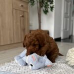 Eddie-male-miniature-poodle-puppy-for-sale- (1)