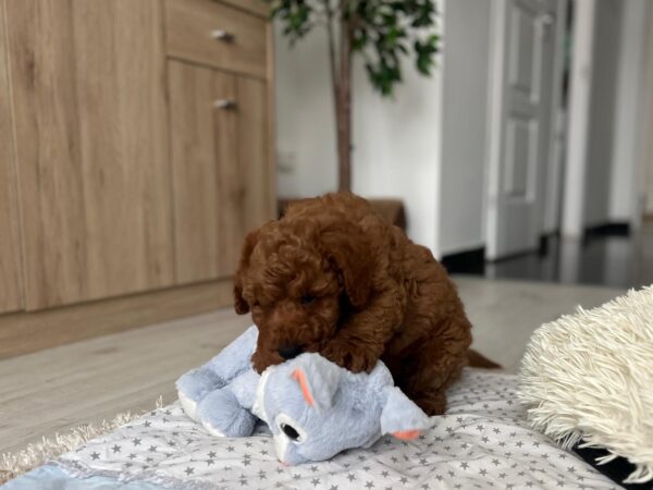 Eddie Miniature Poodle Eddie Miniature Poodle