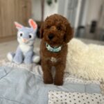 Eddie-male-miniature-poodle-puppy-for-sale- (2)