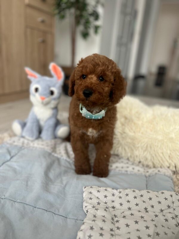 Eddie Miniature Poodle Eddie Miniature Poodle