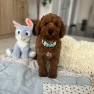 Eddie Miniature Poodle Eddie Miniature Poodle