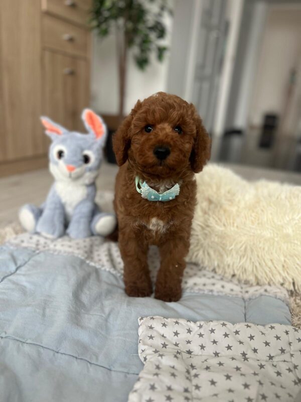 Eddie Miniature Poodle Eddie Miniature Poodle