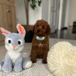 Eddie-male-miniature-poodle-puppy-for-sale- (4)