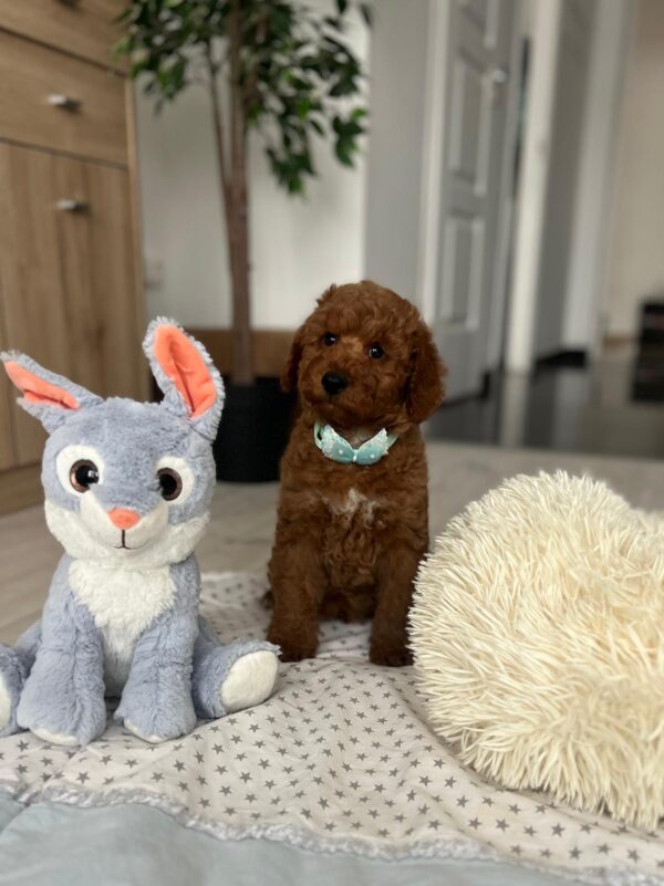 Eddie Miniature Poodle Eddie Miniature Poodle