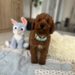 Eddie-male-miniature-poodle-puppy-for-sale- (5)