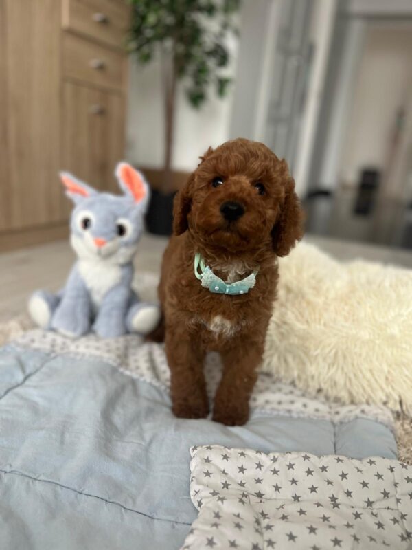 Eddie Miniature Poodle Eddie Miniature Poodle